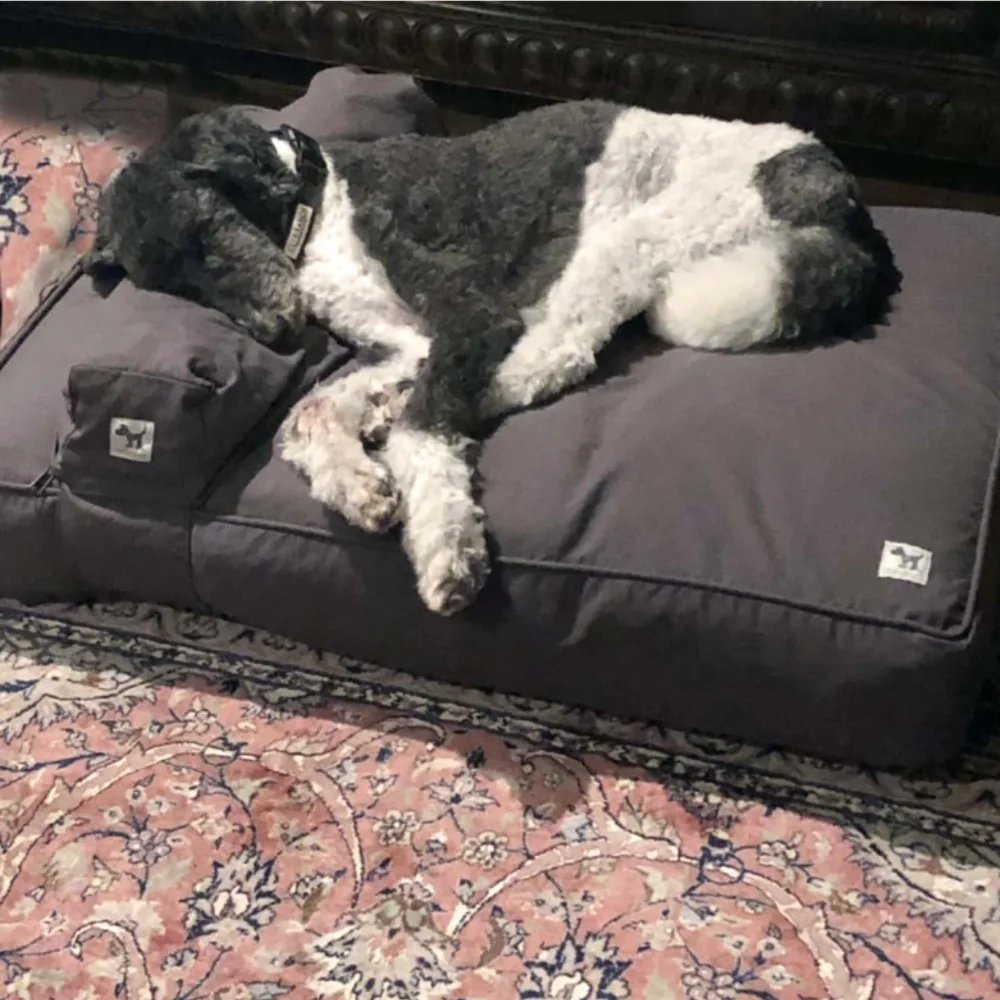 Molly Mutt nwt molly